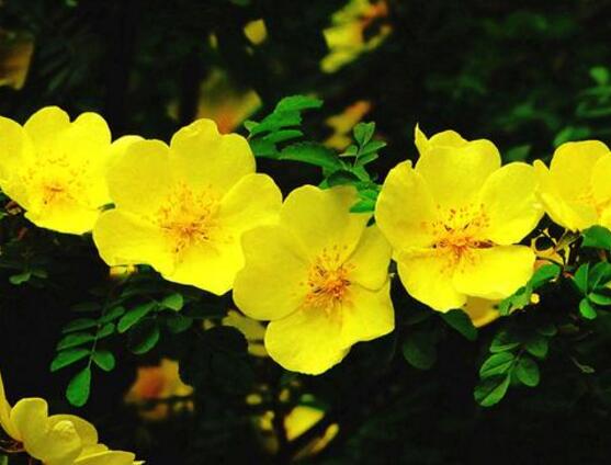 野蔷薇花，野蔷薇花特点