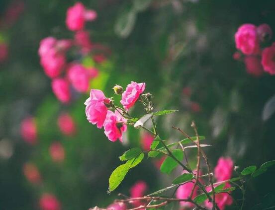 蔷薇花怎么修剪，蔷薇花修剪方法