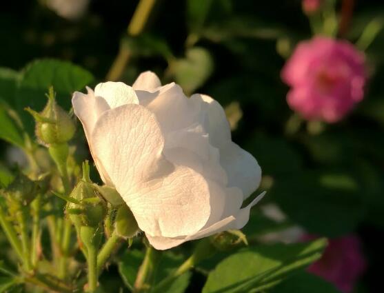 野蔷薇花语是什么，野蔷薇花语代表着浪漫的爱情