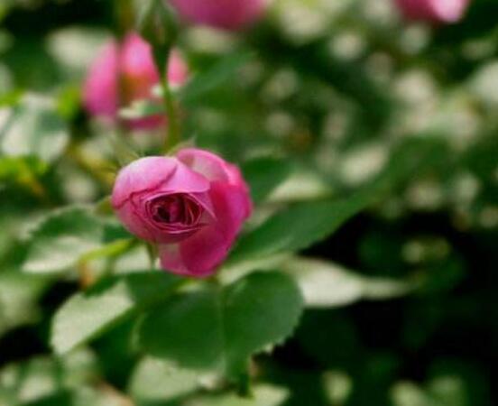 蔷薇花虫害及防治方法，蔷薇花三种虫害防治办法