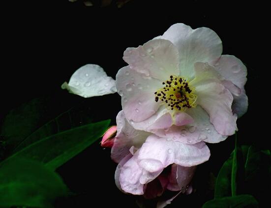 蔷薇花怎么浇水，蔷薇花浇水方法