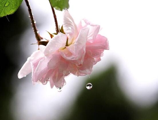 蔷薇花栽种，蔷薇花栽种方法