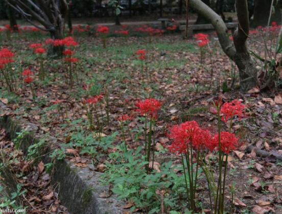 彼岸花怎么种植，老农总结七大种植方法