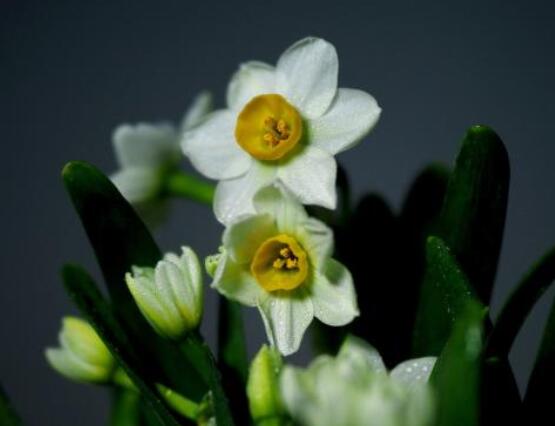 水仙花花语大全，代表着吉祥、祝福、坚贞的爱情