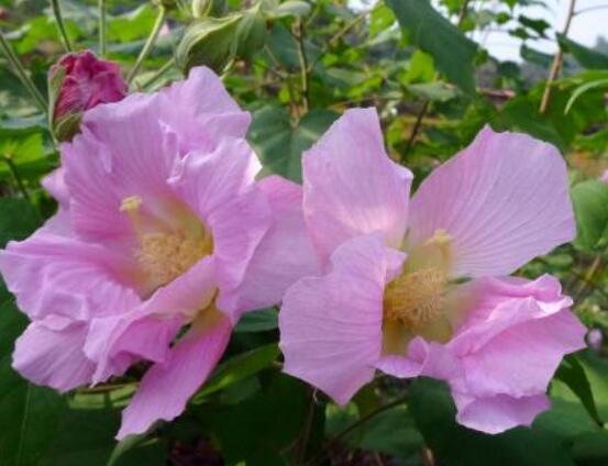 芙蓉花的功效与作用，净化空气、固土护坡、调经止血