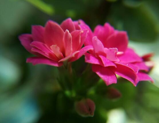 长寿花浇水方法，做到宁干勿湿、浇则浇透原则(生长期/花期)