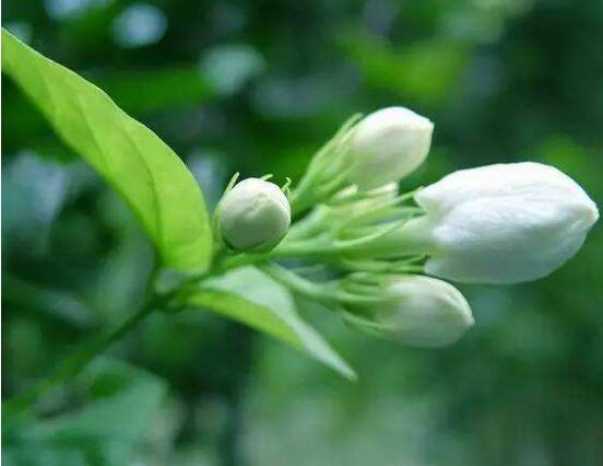 茉莉花烂根了怎么办，换土换盆洗净重新种植