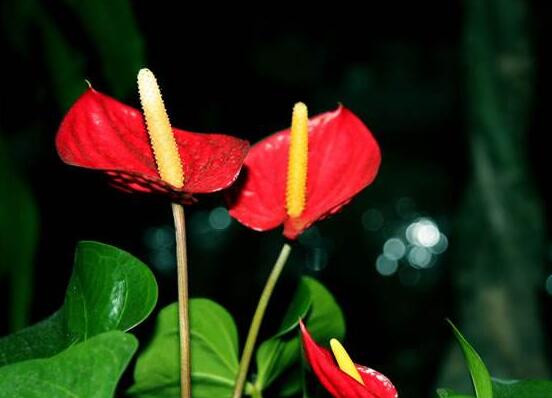 红掌什么时候开花，一年四季均可开花