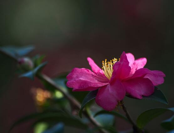 茶花长歪了怎么办，教你五种解决办法