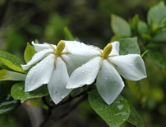 最美栀子花图片欣赏，洁白无瑕、芳香素雅