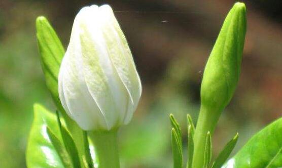 最美栀子花图片欣赏，洁白无瑕、芳香素雅