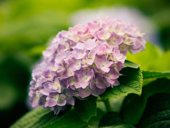 绣球花的花语和寓意，忠贞永恒、浪漫圆满