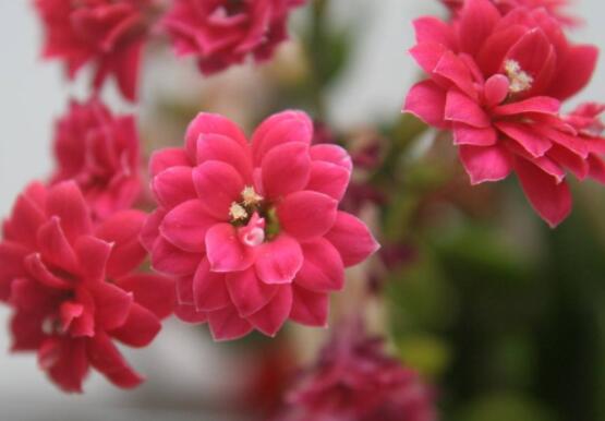 长寿花夏天怎么养，做好这五大要点可安然过夏