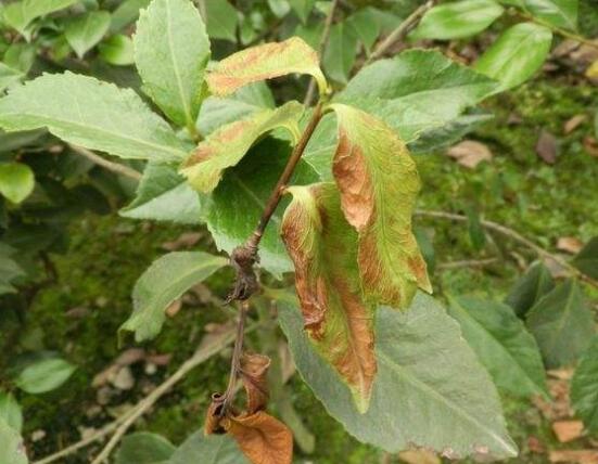 山茶花的病虫害防治，盘点四种病虫害防治方法