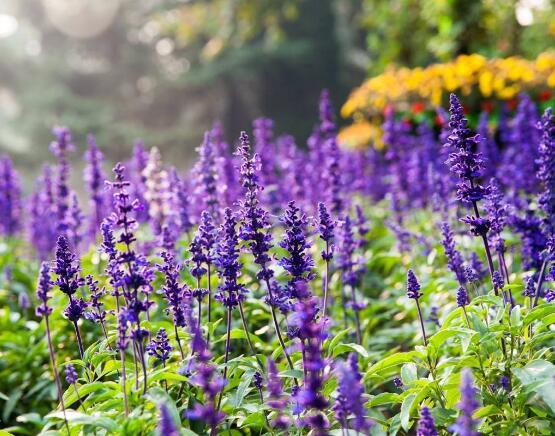 薰衣草的花语是什么，代表着心心相印、爱情的等待