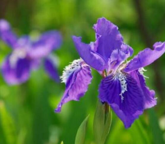 兰花花期，不同品种不同开花期(一年开多次)