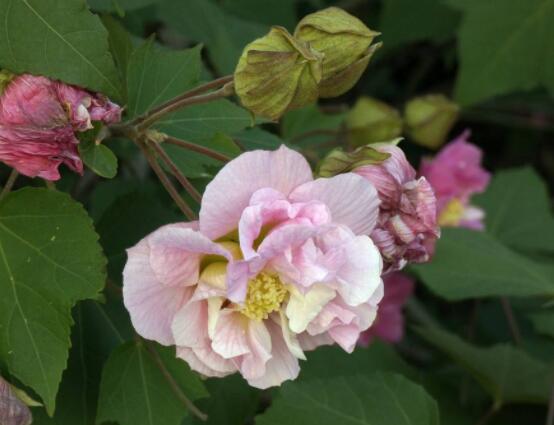 木芙蓉花的病虫害及其防治，盘点四种常见病虫害