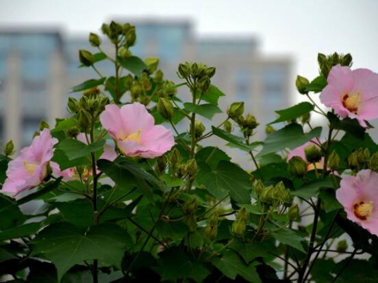 木芙蓉花的病虫害及其防治，盘点四种常见病虫害