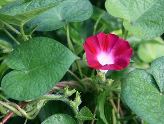 牵牛花有几种颜色，不同品种不同颜色(花色丰富)