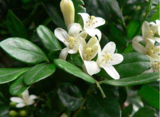 九里香的花语，代表着爱情的俘虏(美好与神圣)