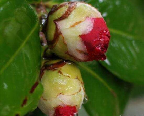 茶花的疏蕾技巧，剪花蕾二分之一为标准(花蕾如黄豆大小)