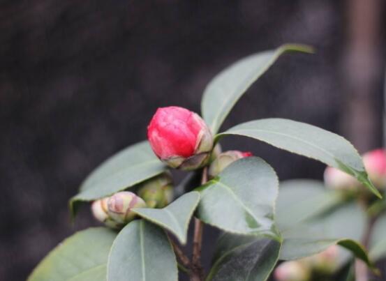 茶花的疏蕾技巧，剪花蕾二分之一为标准(花蕾如黄豆大小)