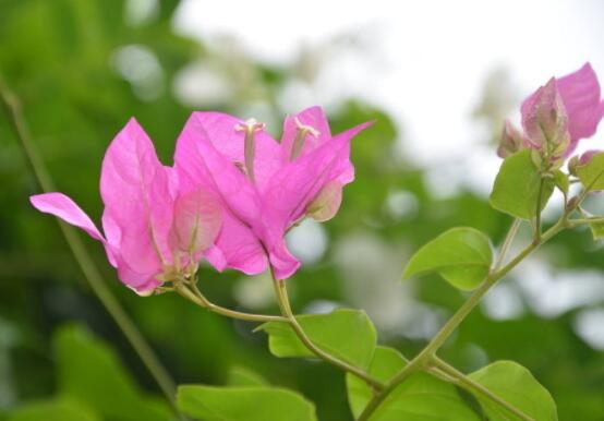 三角梅不开花，教你三种原因以及解决办法