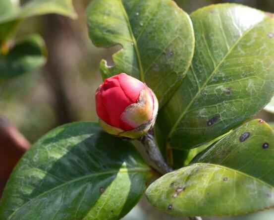 茶花有蕾不开花怎么办，三种原因以及解决方法