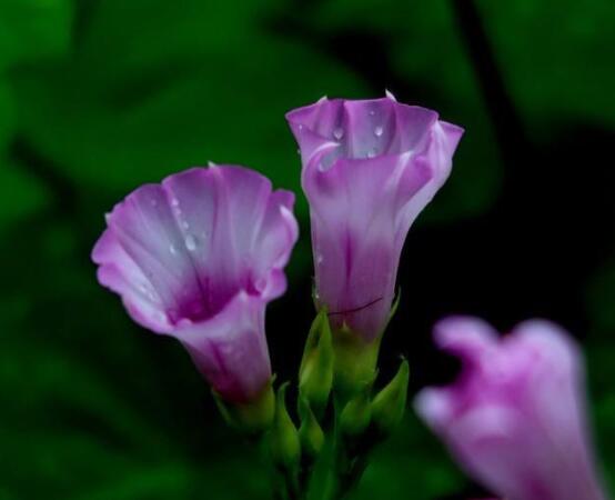 盆栽牵牛花怎么打理，做好六个养护要点高枕无忧(花开茂盛)