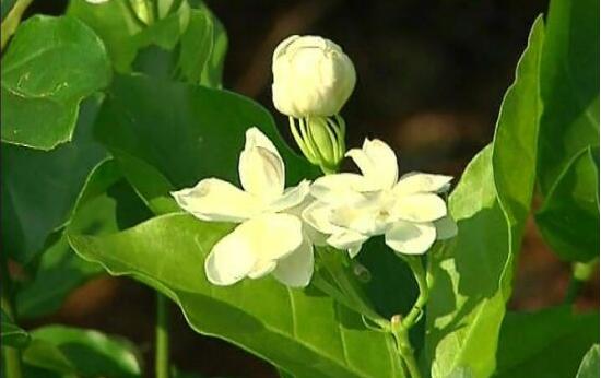 茉莉花常见的病虫害及其防治方法，老农总结最常见四种病虫害