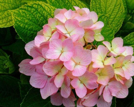 绣球花开花后如何修剪，花后一年修剪两次(春秋季节)