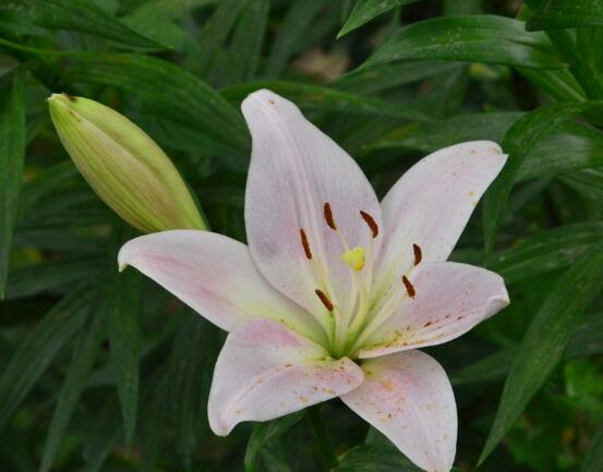 百合花种子怎么繁殖，播种繁殖存活率最高(养殖三年开花)