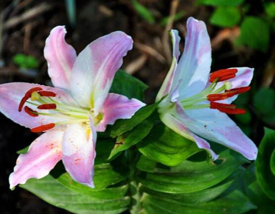 香水百合花语，一种纯洁、一种与世无争