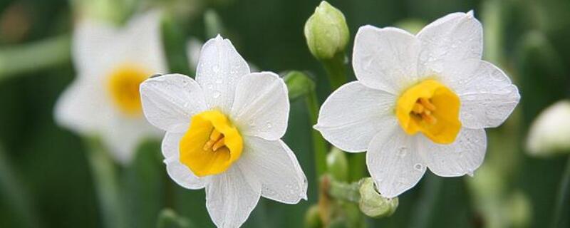 水仙花怎么养殖方法