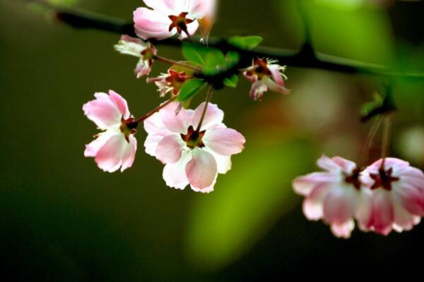 海棠花生虫子的原因