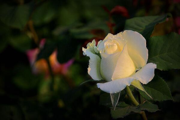 月季花开完花后剪枝吗