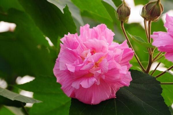 芙蓉花怎样用水生根