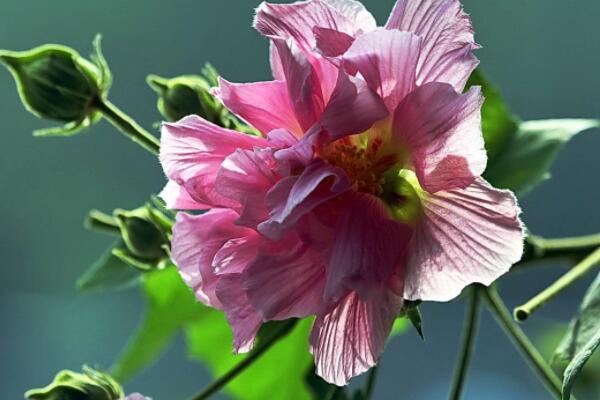 芙蓉花花期过后怎么办