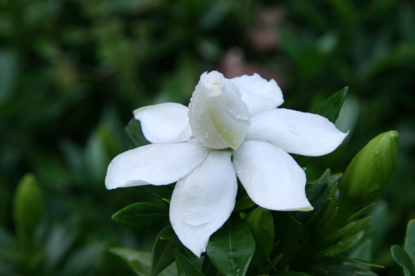 栀子花为什么只长叶子不开花