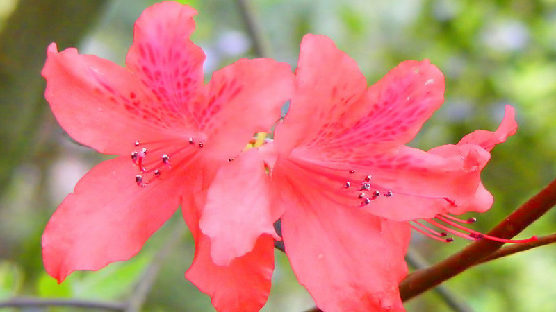 杜鹃花叶子干枯怎么救