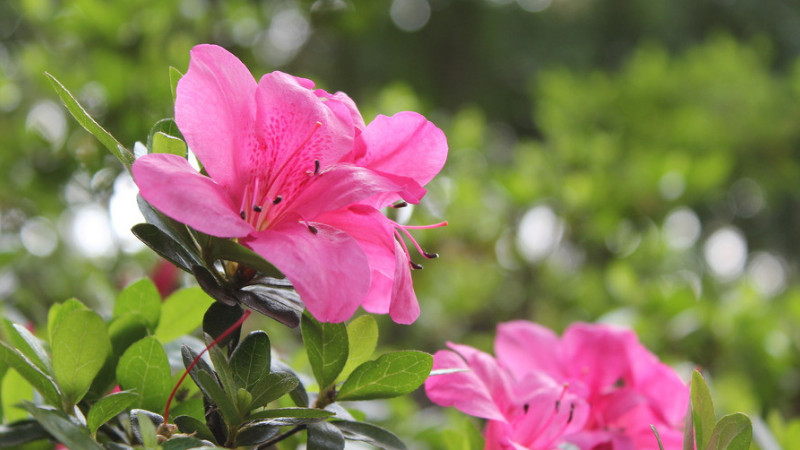 杜鹃花花期的养护