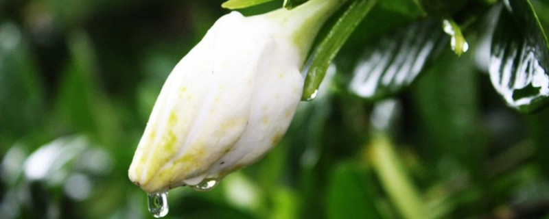 栀子花多久开一次花