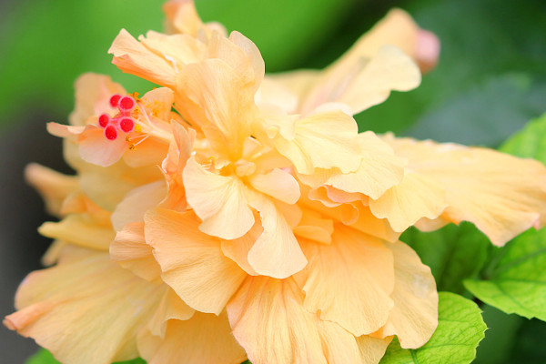 芙蓉花没开花之前需要掐尖吗