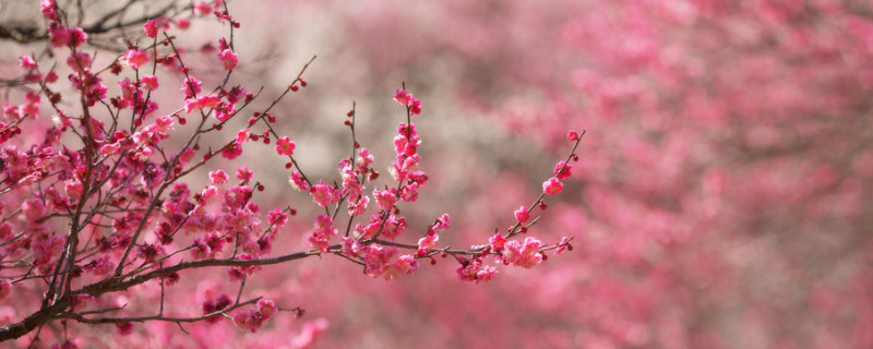 盆栽梅花怎么养