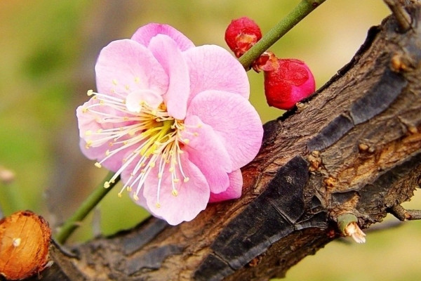 盆栽梅花怎么浇水