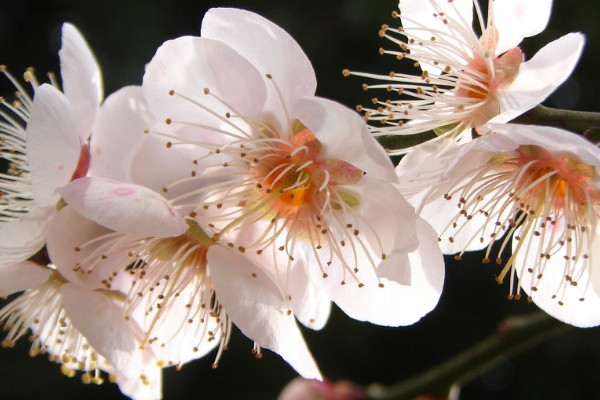 梅花有几个花瓣