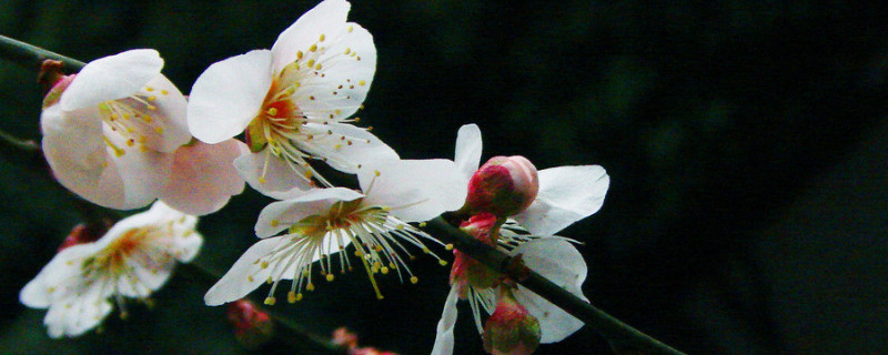 梅花夏天开花吗