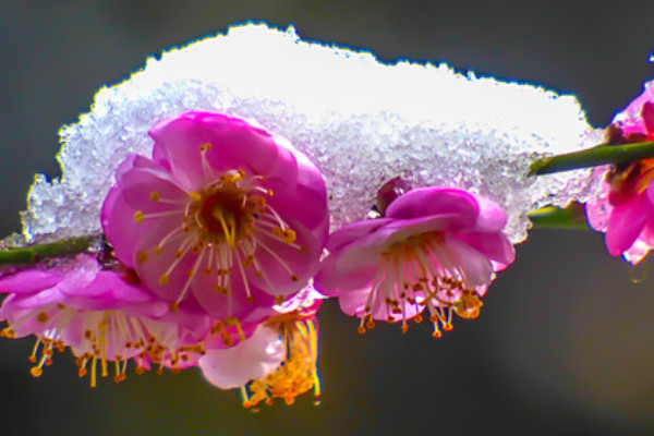 梅花树叶枯萎补救办法