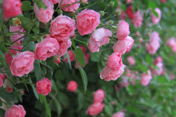 蔷薇花是月季花吗