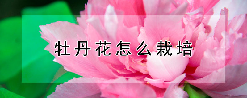 牡丹花怎么栽培